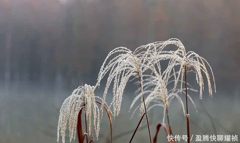 梦境|走进初冬的太子山，如同走进一场美丽的梦境