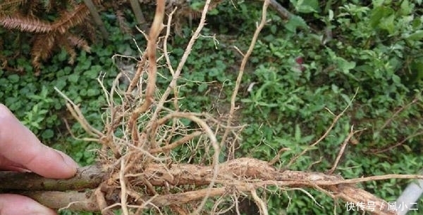 自制“生根剂”,让快死的植物重新焕发生机