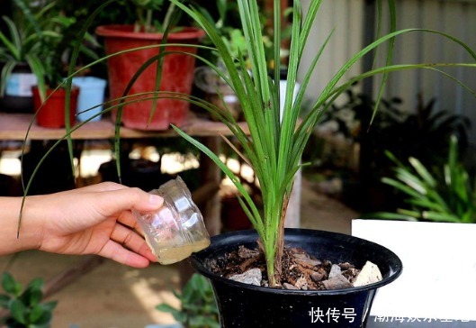 满盆大白根|养兰花做到2点，才能不空根烂根，叶片油绿，满盆大白根