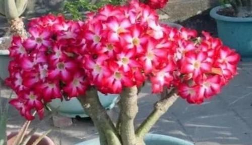  很漂亮|零差评的4种花，花朵很漂亮，四季开花，养护容易