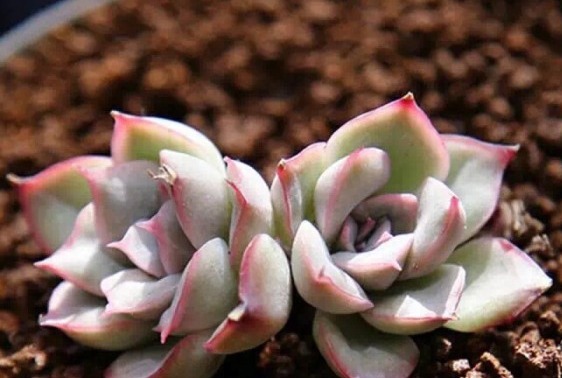 太主动和勤快,对多肉一点好处没有,而是催命符