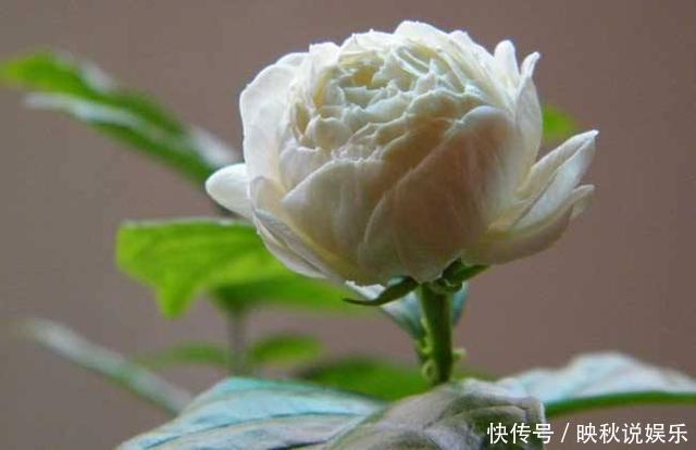 人间|此花“人间第一香”,沾土就活,一开花就是150天,养死算你狠
