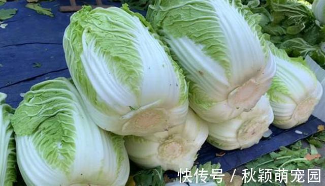 大白菜|原来保存白菜一点也不难，不烂不干瘪，轻松放半年，冬天随吃随取