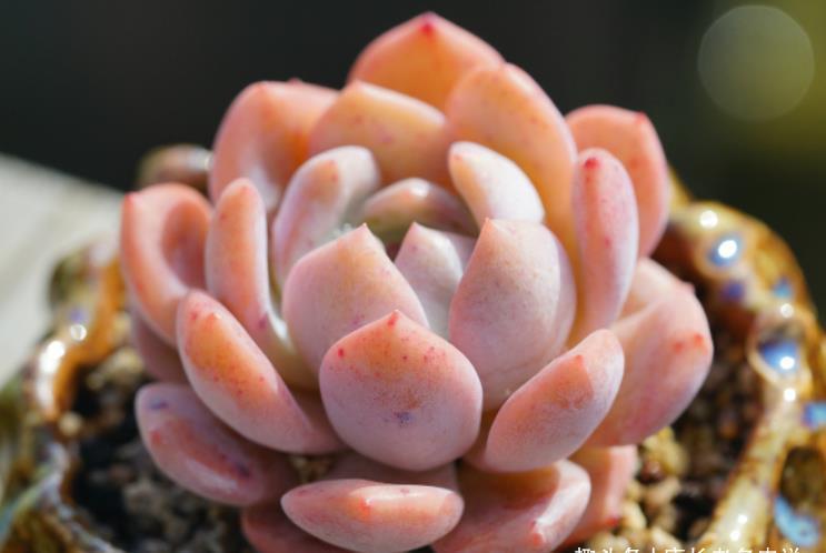 菲欧娜|不爱长杆子的多肉?试试这10个品种,我养好多年了它们还是没长高