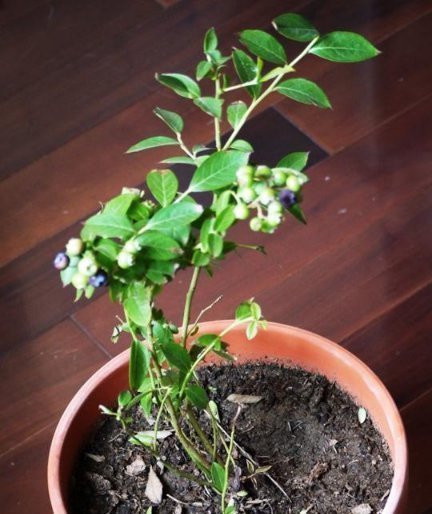 阳台|这些水果，适合在家里盆栽阳台盆栽上几盆，一年不用买