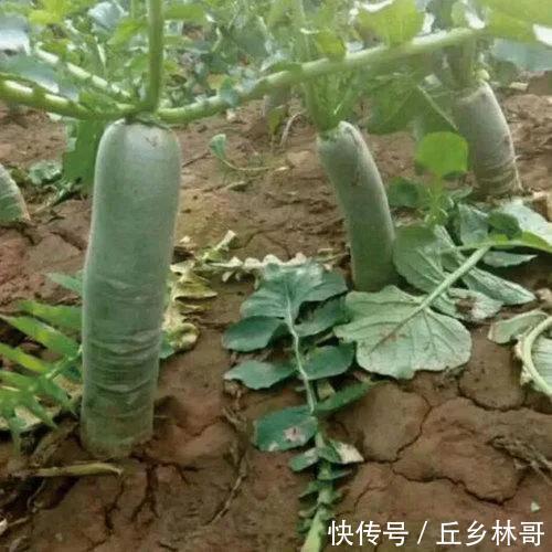 冬天要多吃萝卜,教你一个百吃不厌的做法,口感爽脆,开胃又下饭