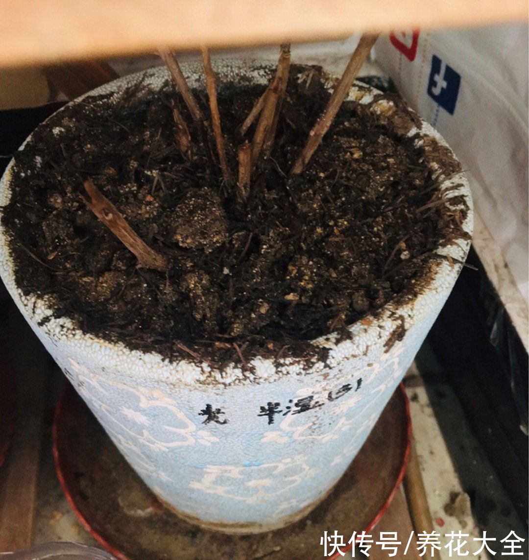 仙人球|9种花最怕下雨天，一淋雨就死，太心疼了