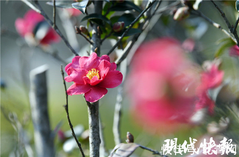 春意|春意渐浓！南京玄武湖茶花盛开
