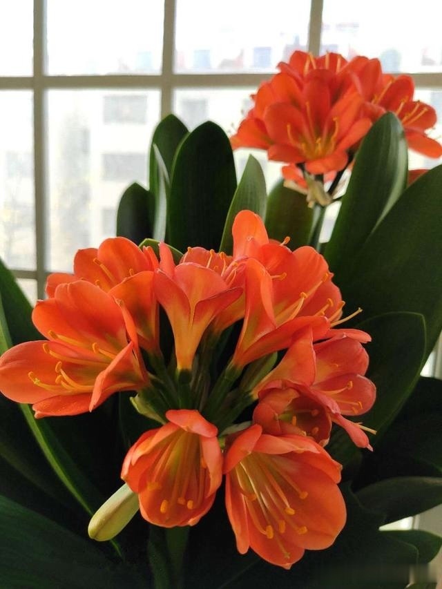 浇灌|君子兰肥足长得壮,4种“肥水”轮着浇,10枝花箭一起蹿出来