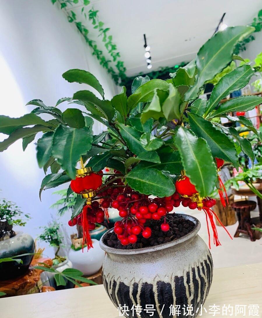 富贵|适合客厅养的5种漂亮花,喜庆大气又吉祥,幸福感满满