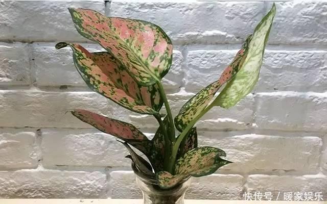 想让卫生间增添绿意,选择这些植物准没错!