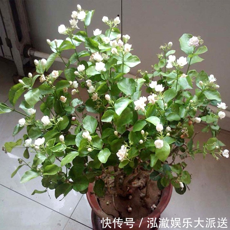 种花|夏天就种5种花,一点不怕晒,再热的天都没事!