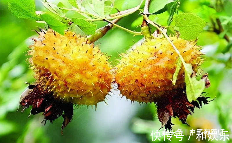 食物|女性中年气色好,没事吃的好食物,补益气血,排毒抗衰,肌肤不老