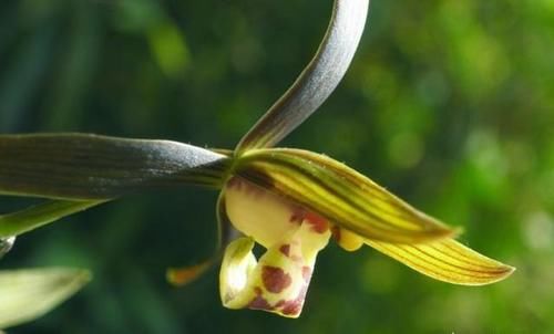 墨兰什么时候发芽?如何养护?