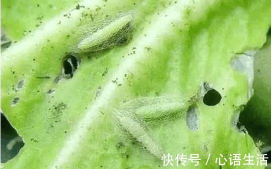 吃了那么多年大白菜,你知道大白菜上的黑点,到底是什么吗