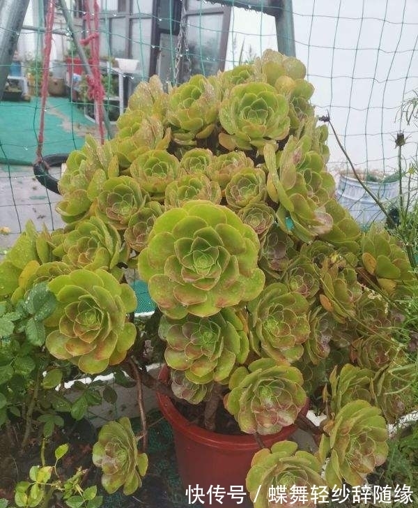 过年逛花市,老妈买了天竺葵,开花味道为啥这么奇怪?