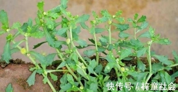 野草|稻田边一草，味道熏人，鹅都不吃，却是头痛的良药，人称鹅不食