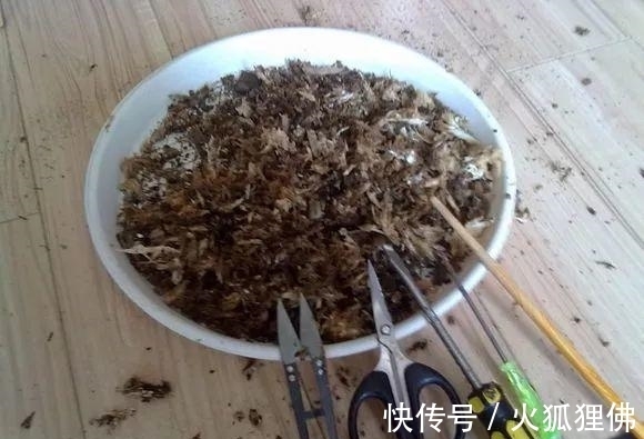 秋冬|秋冬发财树怎么养？知道这4点就够了，保证枝繁叶茂