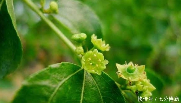 区别|看看蜜蜂是怎么死的,你就会明白枣花蜜与槐花蜜的区别