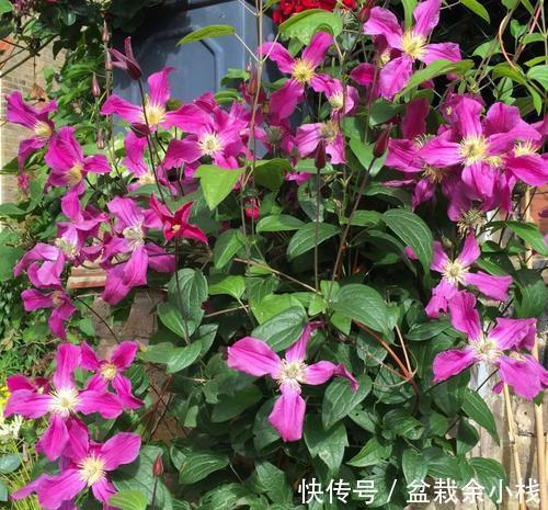 多菌灵|伏天太热了，五种花已经“睡觉”了，建议少水少肥