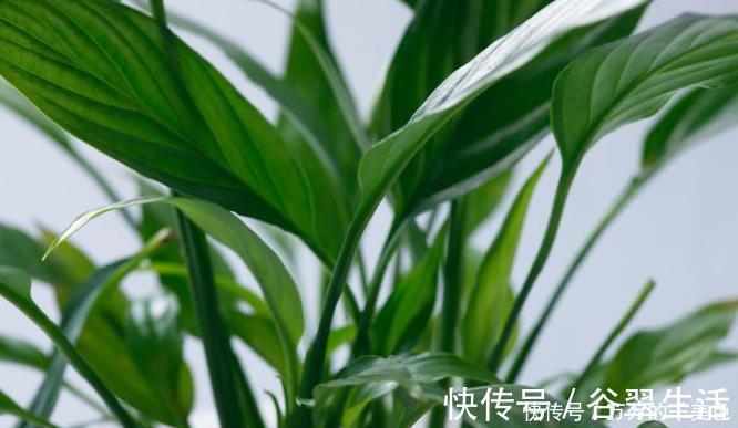 黄豆|自制一种营养液,比淘米水强10倍,每次浇花用一点,叶子油亮乌黑