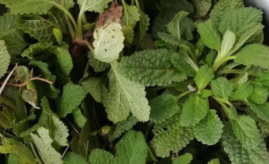 野草|此种野草人称“雪见草”农民摘此叶子泡茶,殊不知是一种好药