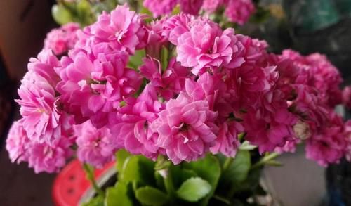  松树|养花不用买肥，捡一点松树皮、柳树皮，养啥旺啥！