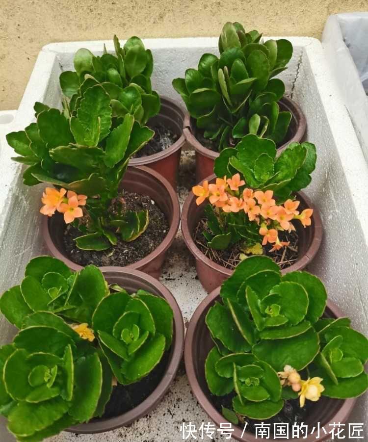 气生根|夏季也可以扦插繁殖的5种花,长根很快简单易活,由少变多