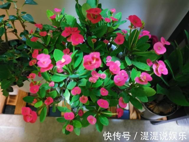 枝条|一个“扦插花卉”的小经验不用生根粉、生根液,照样很快生根!