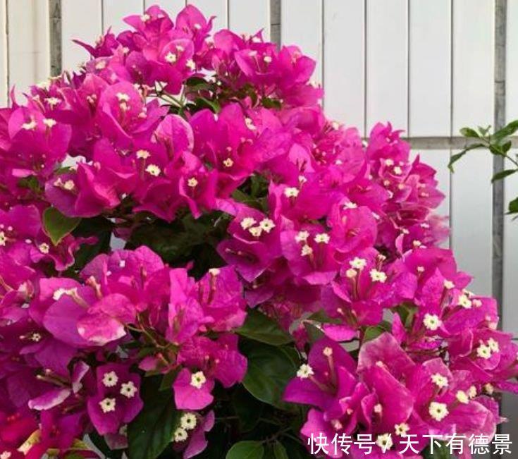 “4种花”最适合春天养,漂亮迷人,一次开花200朵!