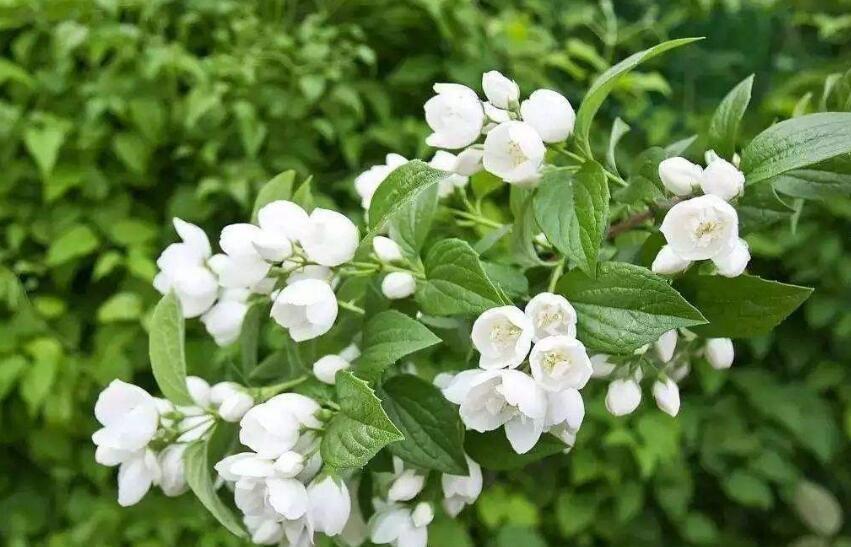 弱酸性|养花，选择土壤要注意，不仅要疏松透气，而且尽量是弱酸性土壤