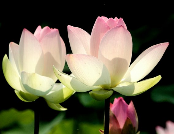 发展|哪些日子出生的人，有过人的胆识，不惧风雨，突破传统，创造价值