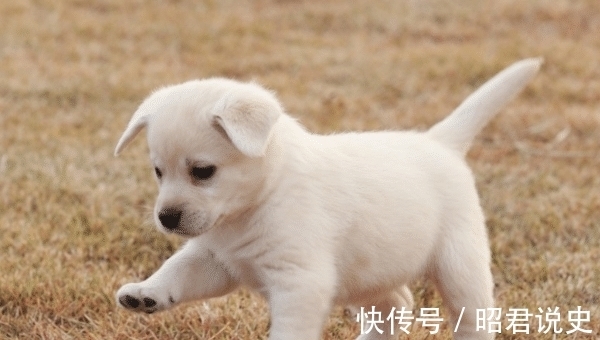 心想事成|惹不起的生肖马、生肖虎、生肖狗，10月底事业一帆风顺，苦尽甘来