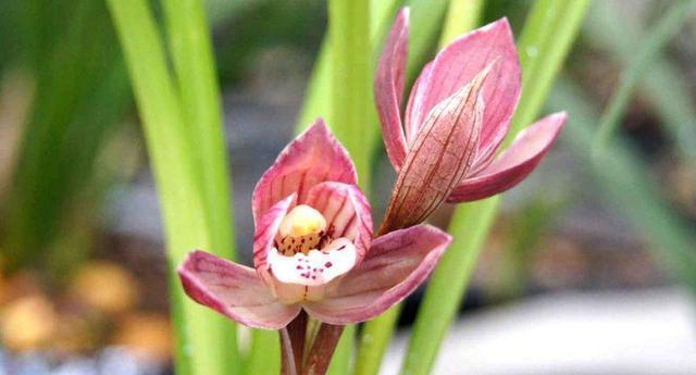 兰花花期过后,要不要剪花,要的话,该怎么剪