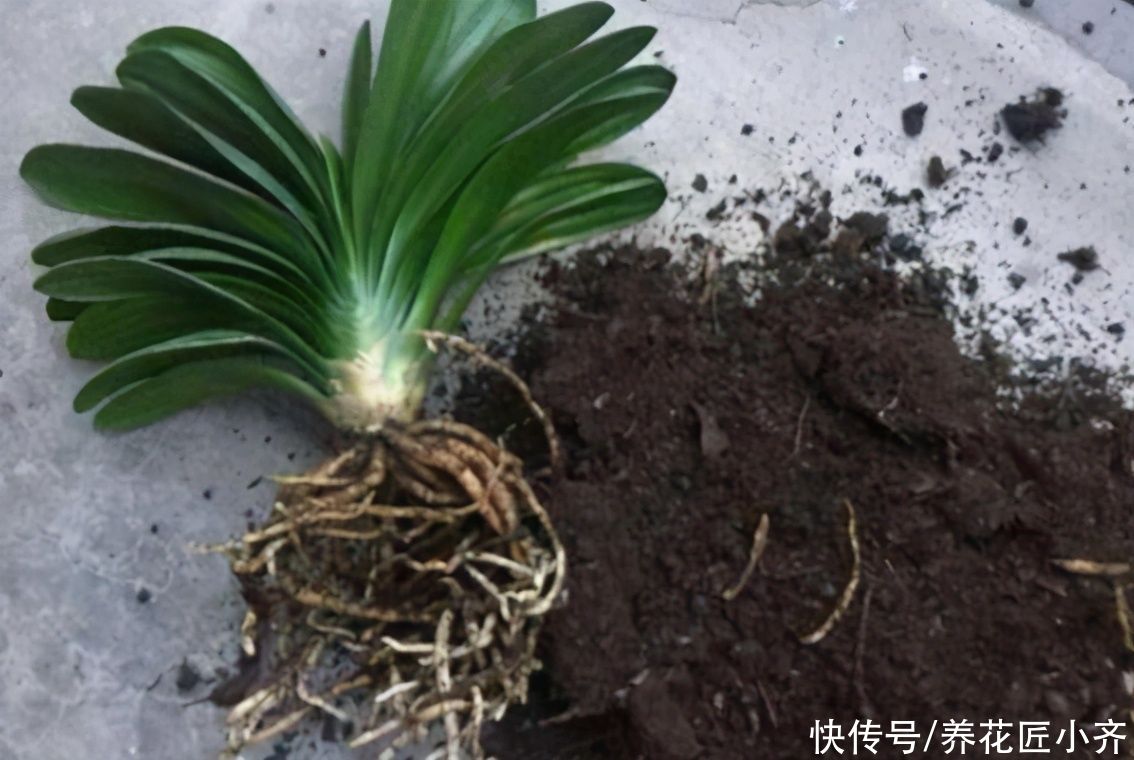 大神|总结养花“十大问题”，只要学会，你就是养花大神