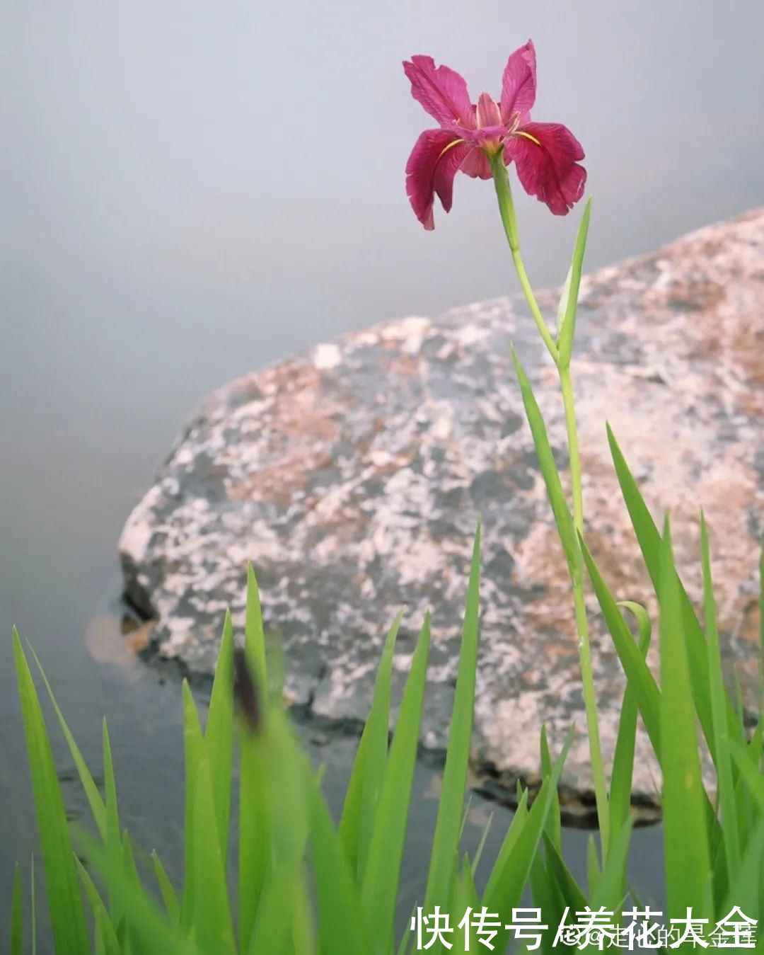 叶片|10种花太能喝水，一天一瓢水，7天爆满缸