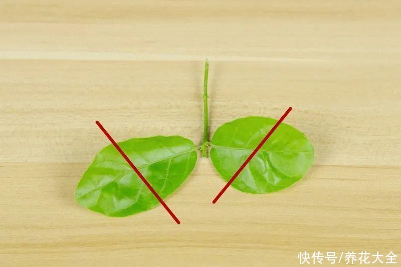 11种常见花，现在扦插，成活率特高