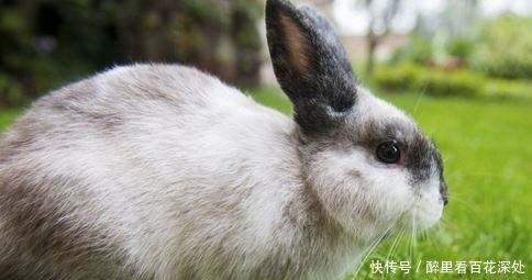 含蓄|名句“兔子不吃窝边草”中“草”指的什么? 古人对这事还真含蓄