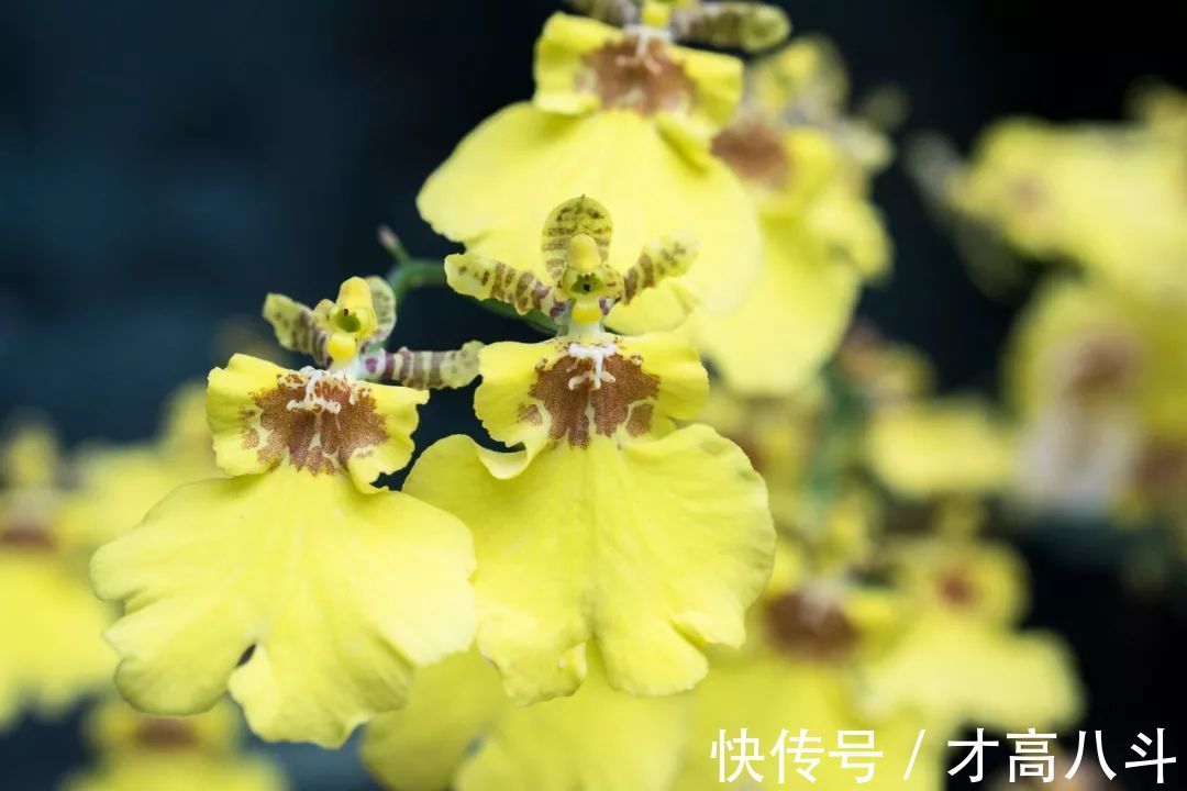 牡丹亭·写真!《牡丹亭》中的唯美句子,文艺典雅,丝毫不输诗词