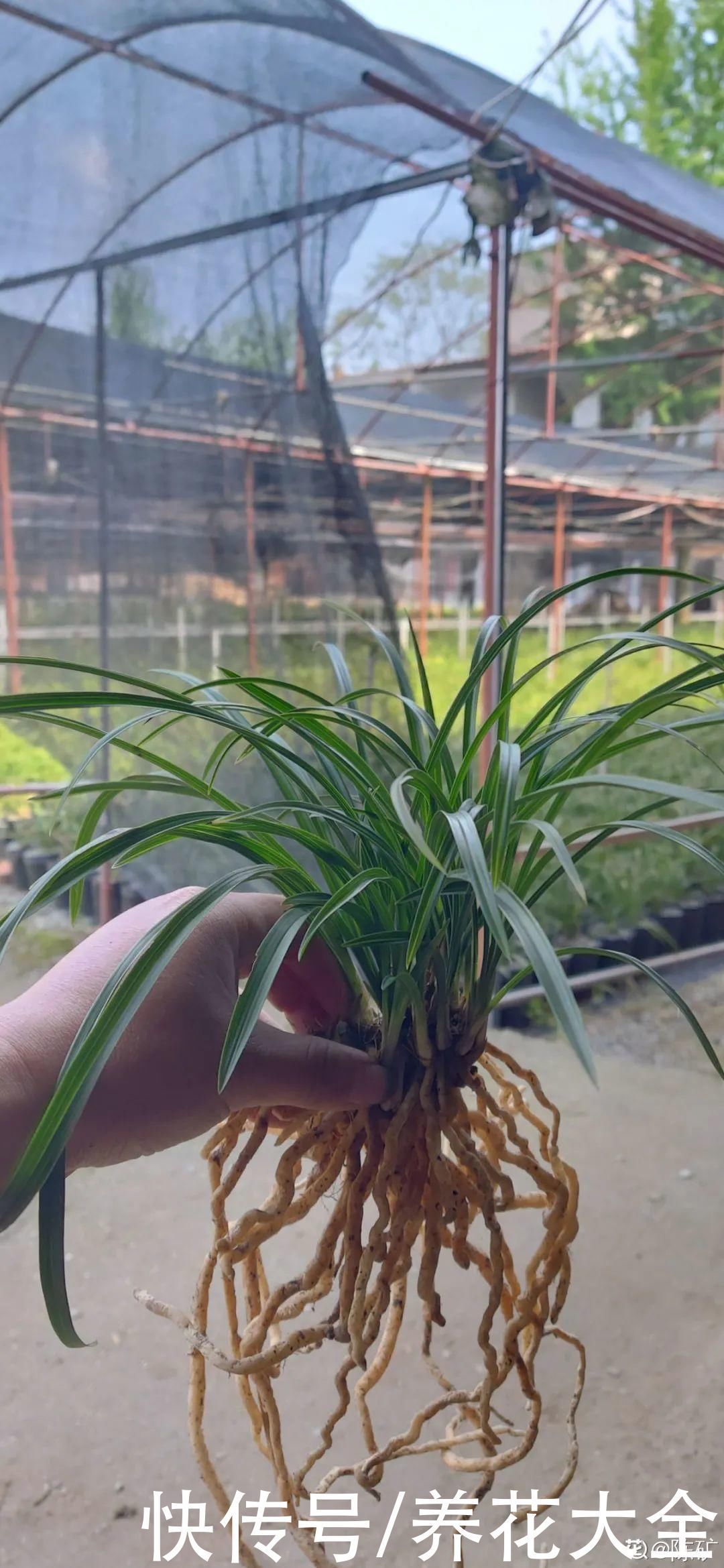 浇花|门前不栽竹,门后不留树,老祖宗传下来的养花谚语,特别准