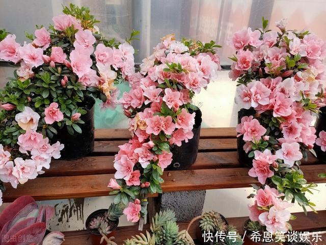 花草|“难养”花草名单已公布，是有些花友的最爱，劝你早放弃