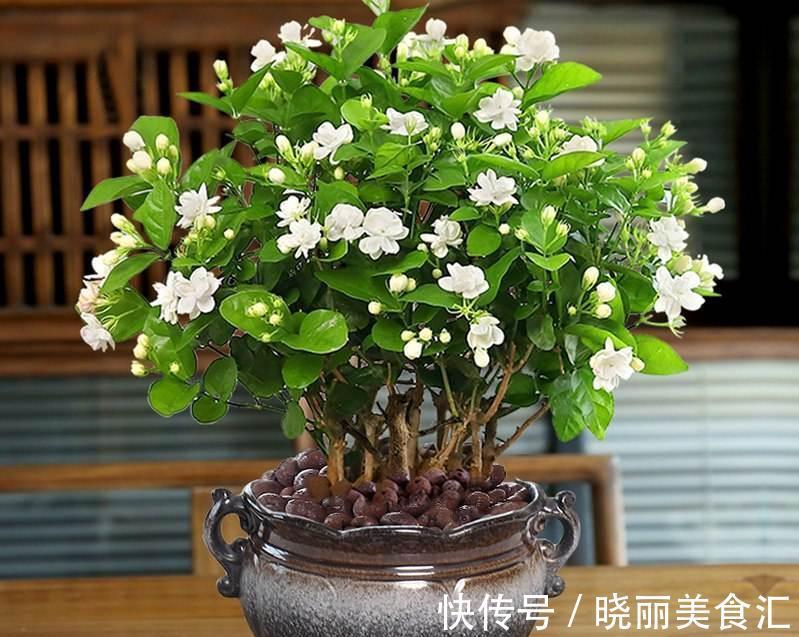 10种花“冷天”长得慢,“穷养”多晒更健壮,不然易烂根,难过冬