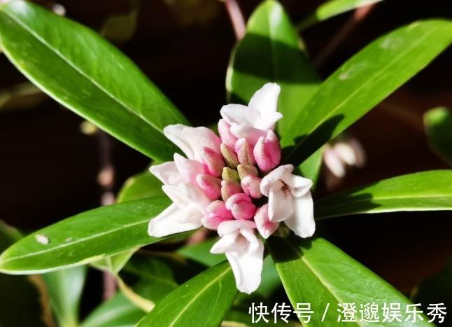 喜欢养芳香花卉的人,客厅只养一盆“夺香花”,好闻又大气