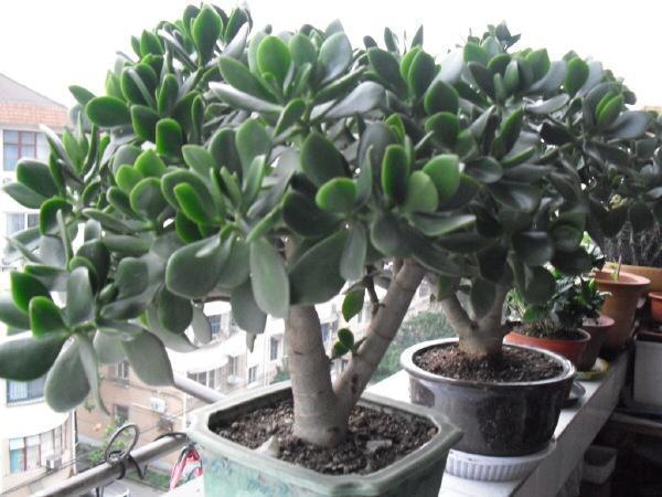 植物|淘米水、黄豆水都别用,自制1种“营养液”浇花,不生虫、无臭味