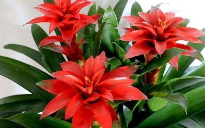 喜欢阳台上养花,就选株型不大开花大,色艳花期长,美爆阳台的花