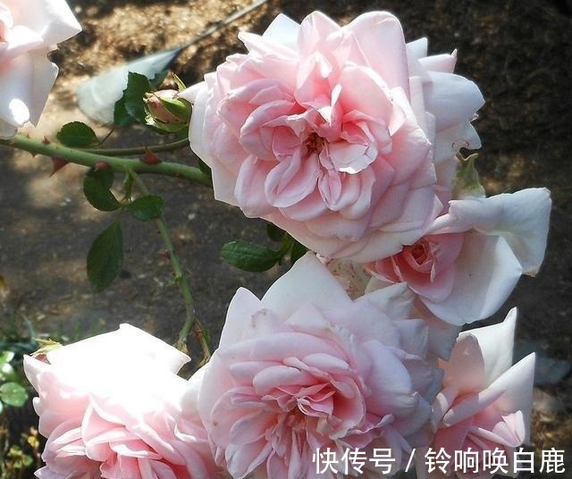 20款耐阴月季推荐,光线不充足也可以养好月季啦,花友鼎力推荐哟!