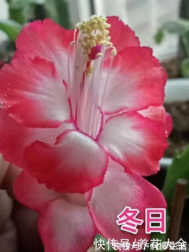 水仙|上万块的蟹爪兰，开花像烟花，养过的人不多