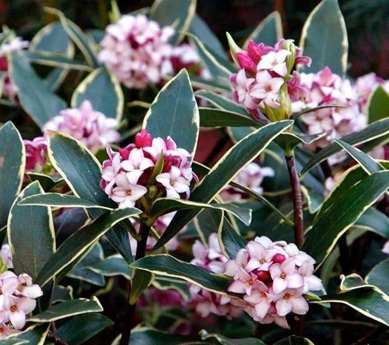 瑞香花开了，几个小技巧，开花更持久，满室生香