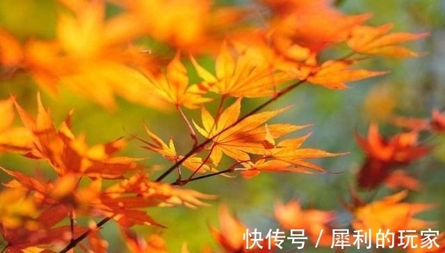 月老|十月下旬，月老牵线，旧情重燃，情意萌动，柔情蜜语，终将复合