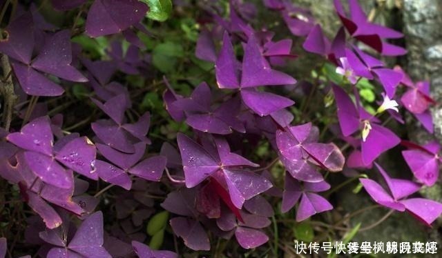 叶片|这4种耐阴花，“叶子”比花朵“更值钱”，北房间“没光”也能养！